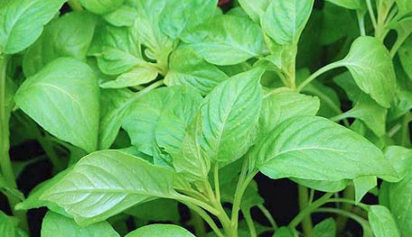 20120220Basil