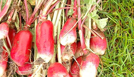 20120220Radish