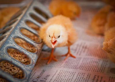20120305_Chicks03