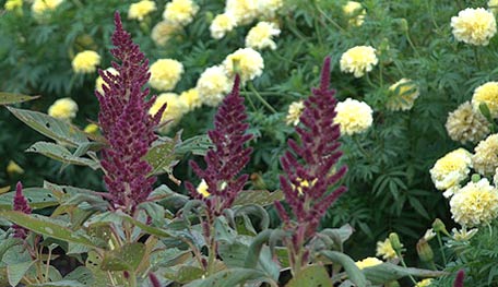 20120402_Seeds04