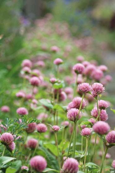 20120402_Seeds06