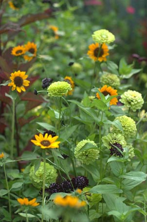 20120402_Seeds10