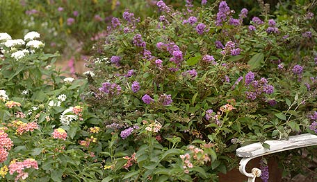 20120813_Budelia