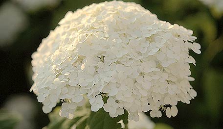 20120813_Hydrangea