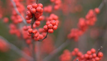 20120813_Ilex