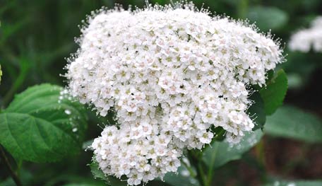 20120813_Spirea