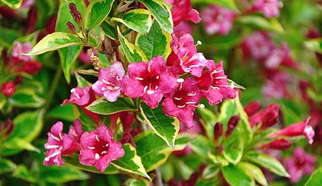 20120813_Weigelia