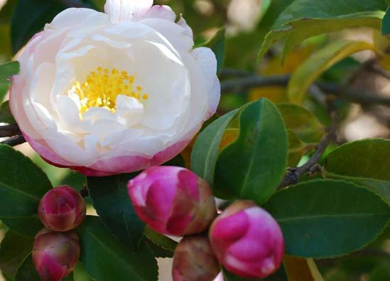 20130204_Camellia01