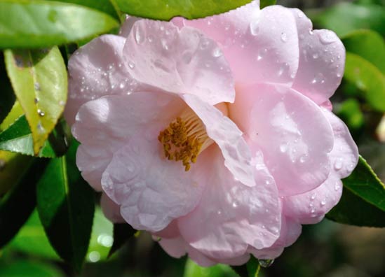 20130204_Camellia02