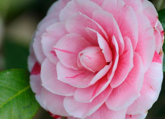 20130204_Camellia05