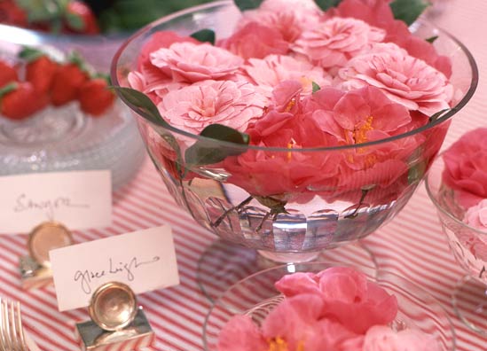 20130204_Camellia06