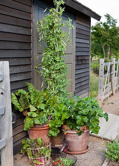 These 3 containers will yield plenty of strawberries, chard and English peas for me to eat.