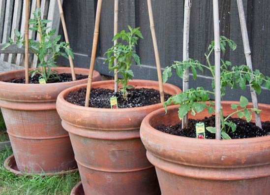 Tomatoes are happy in pots. Choose a determinate (grows to a determined size) variety and stake as soon as you plant. 