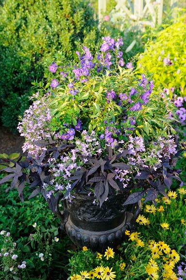 20130311_Container03 Supertunia® Bordeaux Petunia, Lucia® Lavender Blush Lobelia, Angelface® Blue Angelonia, and Sweet Caroline Raven Sweet Potato Vine