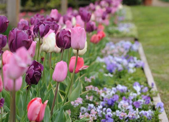 20130318_Tulips01