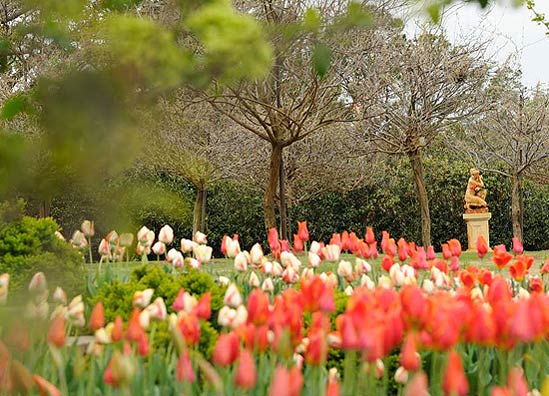 20130318_Tulips02