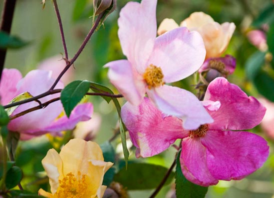 Mike classifies 'Mutabilis' as a &"Big-hearted Homebody." The blooms open yellow and mature to pink and then red.