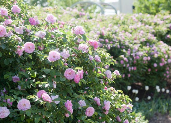 20130429_SarahVanFleet I grow a hedge of 'Sarah van Fleet' roses at the Moss Mountain Farm Garden Home.