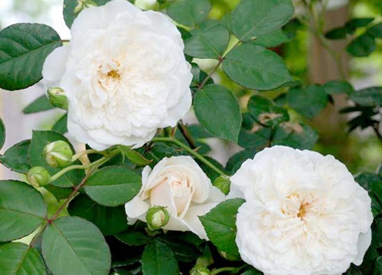 20130429_Sombruiel 'Sombreuil' is a climber that produces very fragrant blooms. In his book, Mike writes that she is obedient, pure, and enchanting.