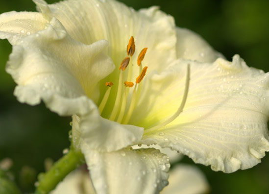 070813JoanSenior 'Joan Senior' Daylily