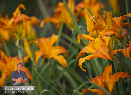 070813PrimalScream 'Primal Scream' Daylily is part of my Platinum Collection from Proven Winners®