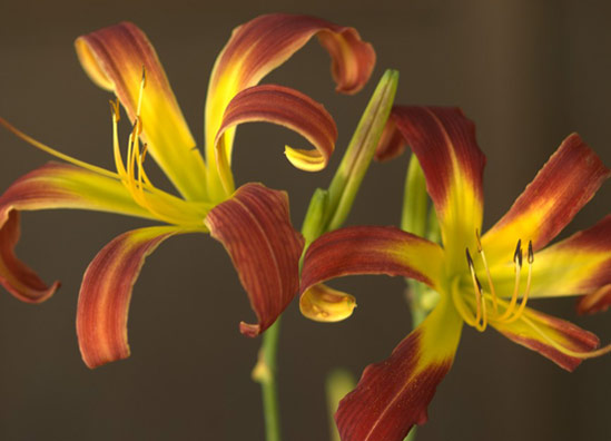 070813RedRibbons 'Red Ribbons' Daylily