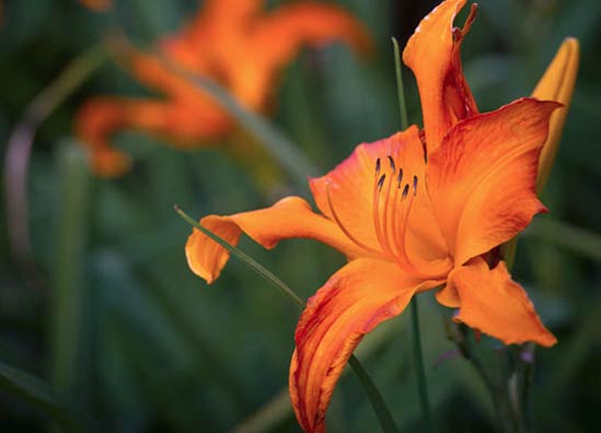 20130715_Heat02 Proven Winners 'Primal Scream' Daylily