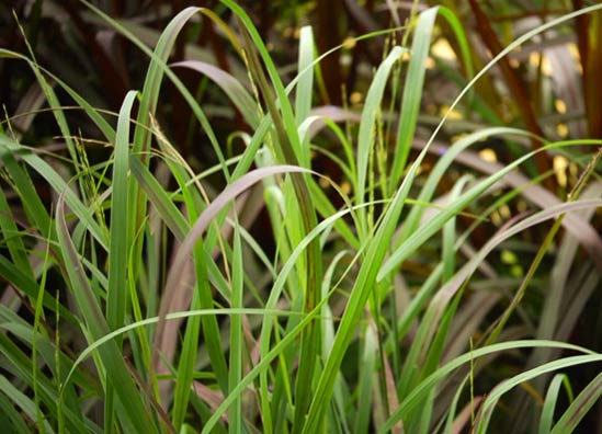 20130715_Heat04 Proven Winners 'Cheyenne Sky' Red Switch Grass
