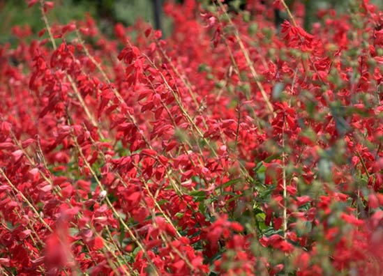 Salvia 'Sparkler Red'