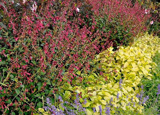 Salvia 'Wendy's Wish', ColorBlaze Limelife Coleus, and Salvia 'Blue Bedder'