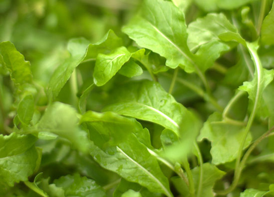 20130826_Arugula