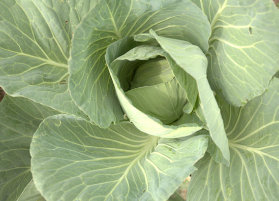 20130826_Cabbage