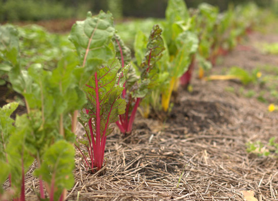 20130826_Chard