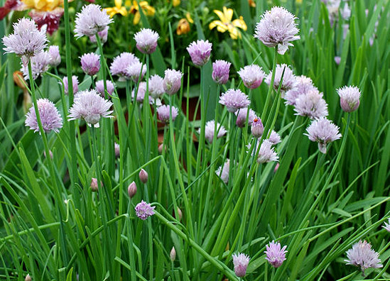 20130826_Chives