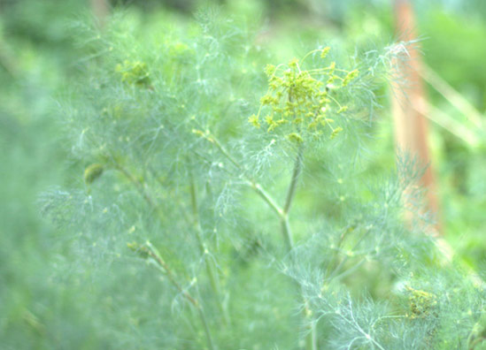 20130826_Dill