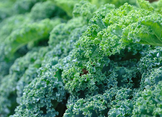 20130826_Kale