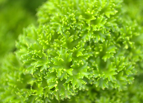 20130826_Parsley