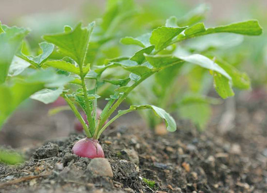 20130826_Radish