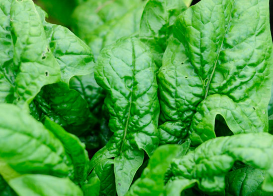20130826_Spinach