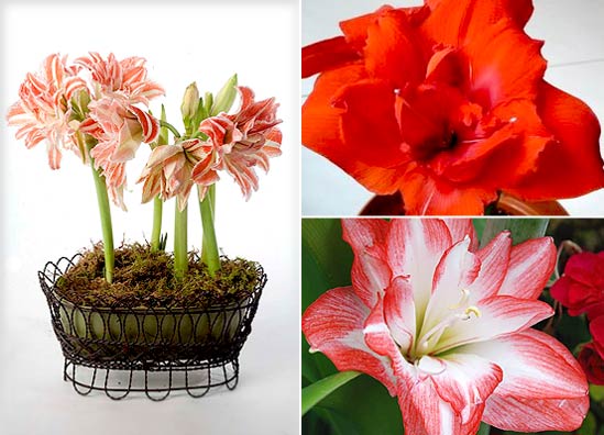 Amaryllis Dancing Queen