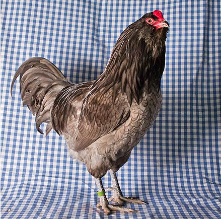 Blue Ameraucana