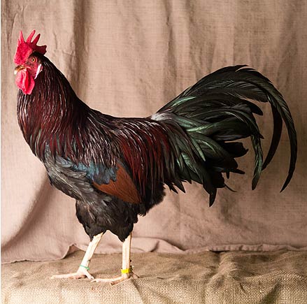 Dark Brown Leghorn