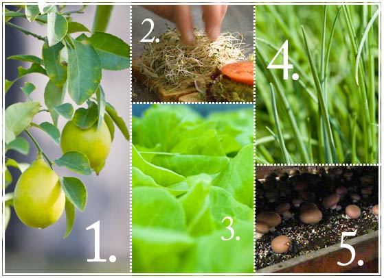 Edibles to Grow Indoors