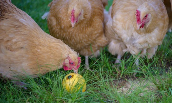 The girls love this treat ball from Manna Pro.