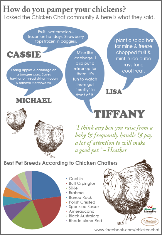How do you pamper your pet chickens? The Chicken Chat community weighs in.