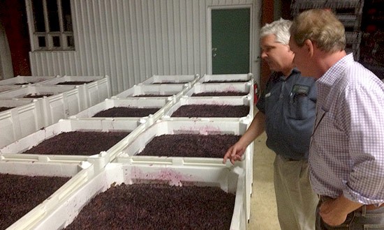 Viewing processing grapes with Joseph Post.