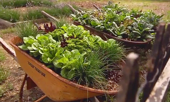 Wheelbarrow Gardens for Salad Greens