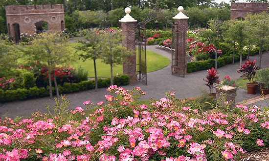 Pink Drift® at Moss Mountain Farn