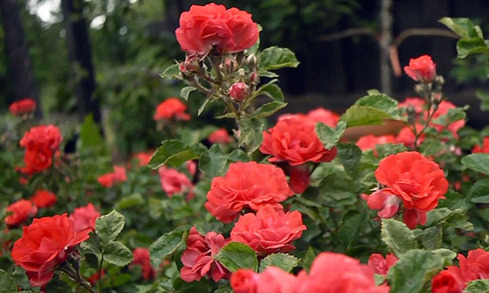 Coral Drift®