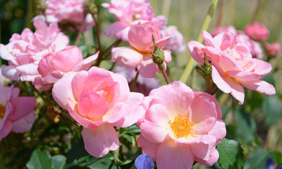 Peachy Keen™ Rose